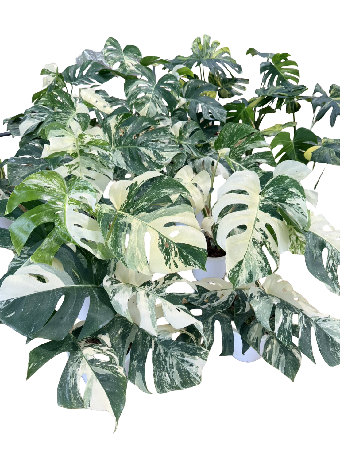 Monstera borsigiana ‘Albo Tiger’ Variegated – Set of 10 Plants