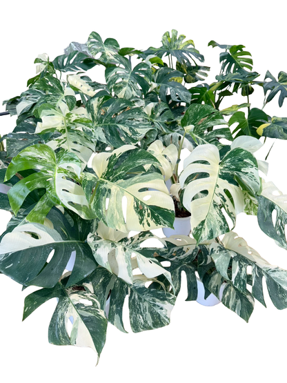 Monstera borsigiana ‘Albo Tiger’ Variegated – Set of 10 Plants
