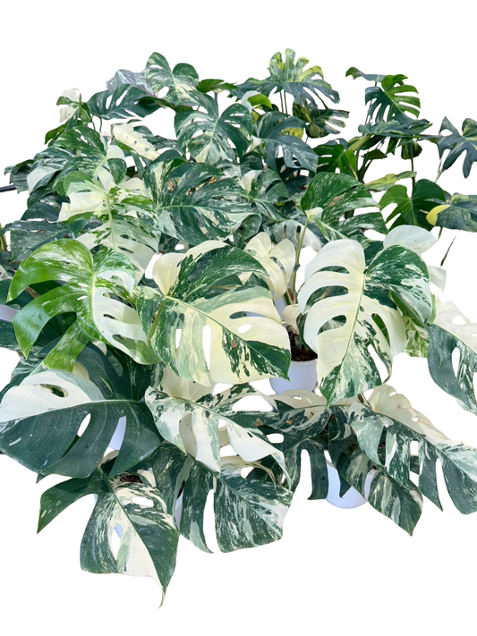 Monstera borsigiana ‘Albo Tiger’ Variegated – Set of 10 Plants