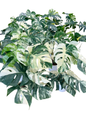 Monstera borsigiana ‘Albo Tiger’ Variegated – Set of 10 Plants