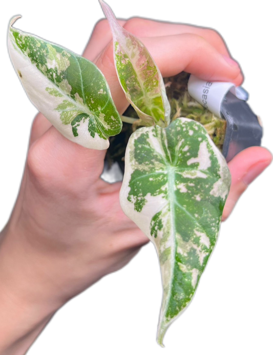 Alocasia Black Velvet Pink Variegated Set of 10 Plants (Small)
