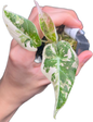 Alocasia Black Velvet Pink Variegated Set of 10 Plants (Small)