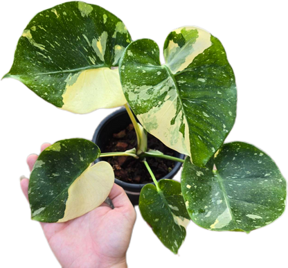 Monstera Deliciosa “Scorpion ” – Actual Plant (Rare Collector’s Edition)