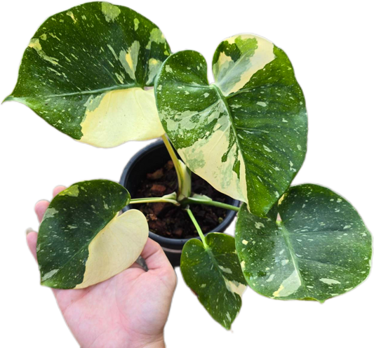 Monstera Deliciosa “Scorpion ” – Actual Plant (Rare Collector’s Edition)