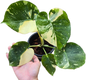 Monstera Deliciosa “Scorpion ” – Actual Plant (Rare Collector’s Edition)