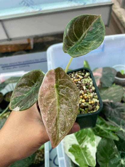 Alocasia Cuprea Red Secret Mint Variegated – Plant Tissue Culture (Wholesale)