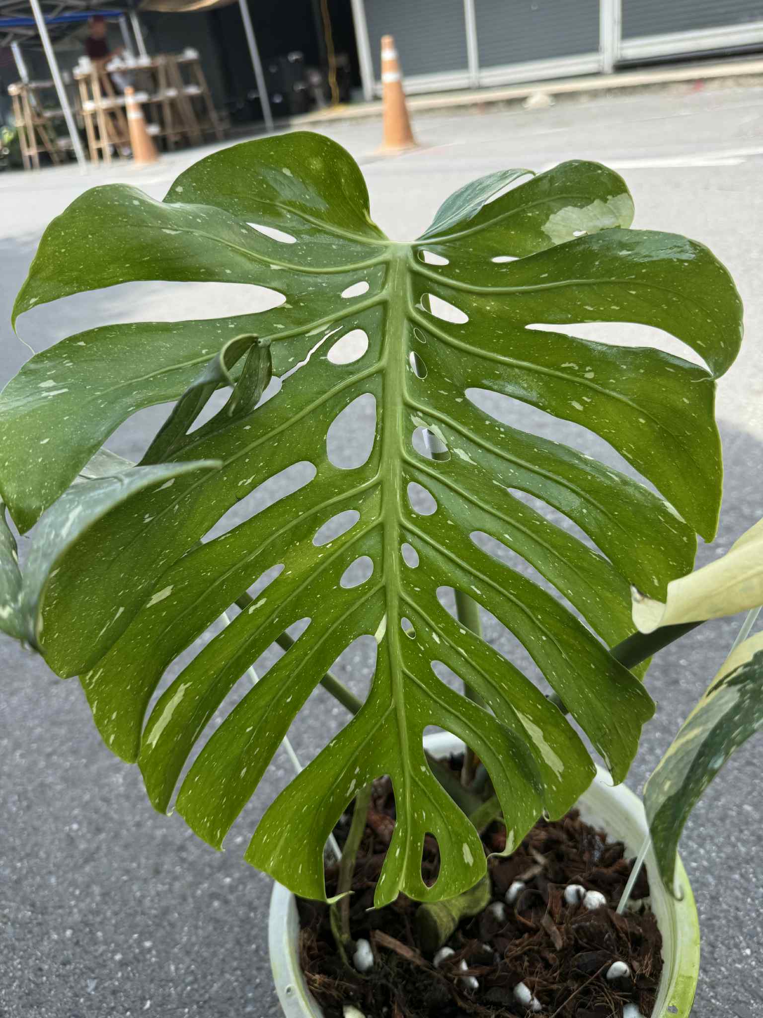 Buy Monstera Deliciosa Tricolor (Miracle) | Thailand Export