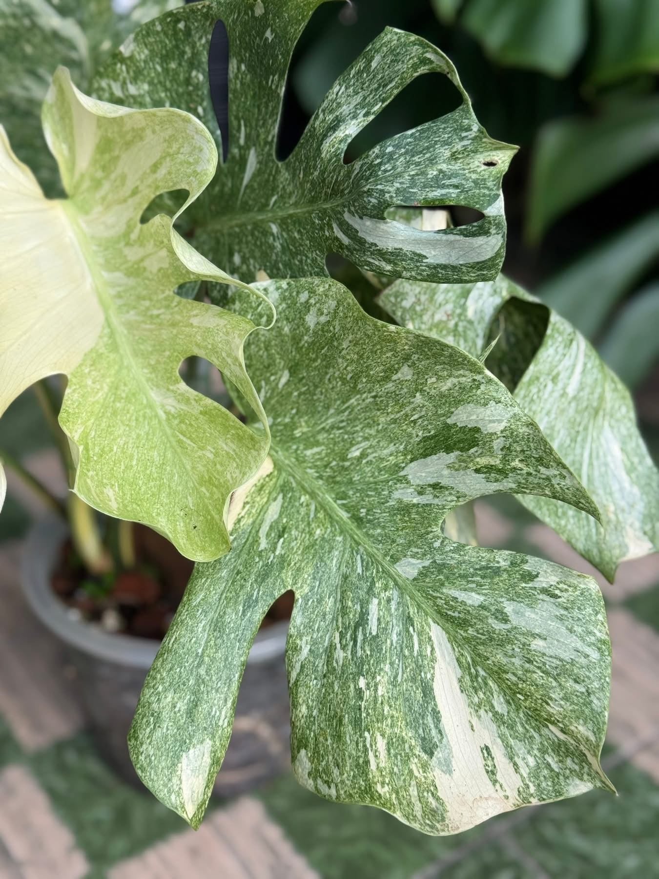 Monstera Thai Constellation “Platinum ” Mutation – (Actual Plant)
