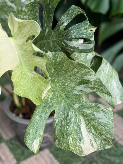 Monstera Thai Constellation “Platinum ” Mutation – (Actual Plant)