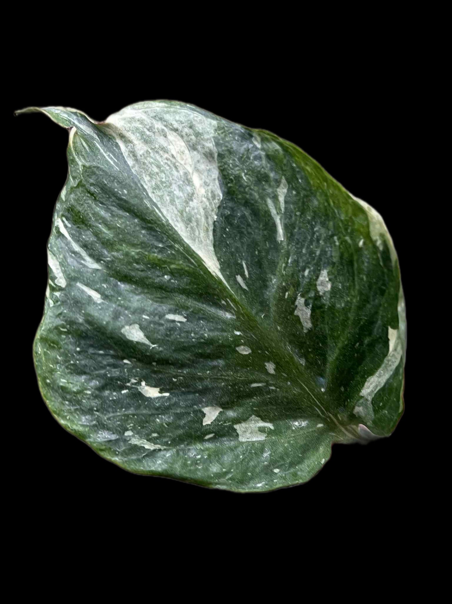 Monstera Deliciosa “NOID Tricolor” — Actual Plant (Rare)