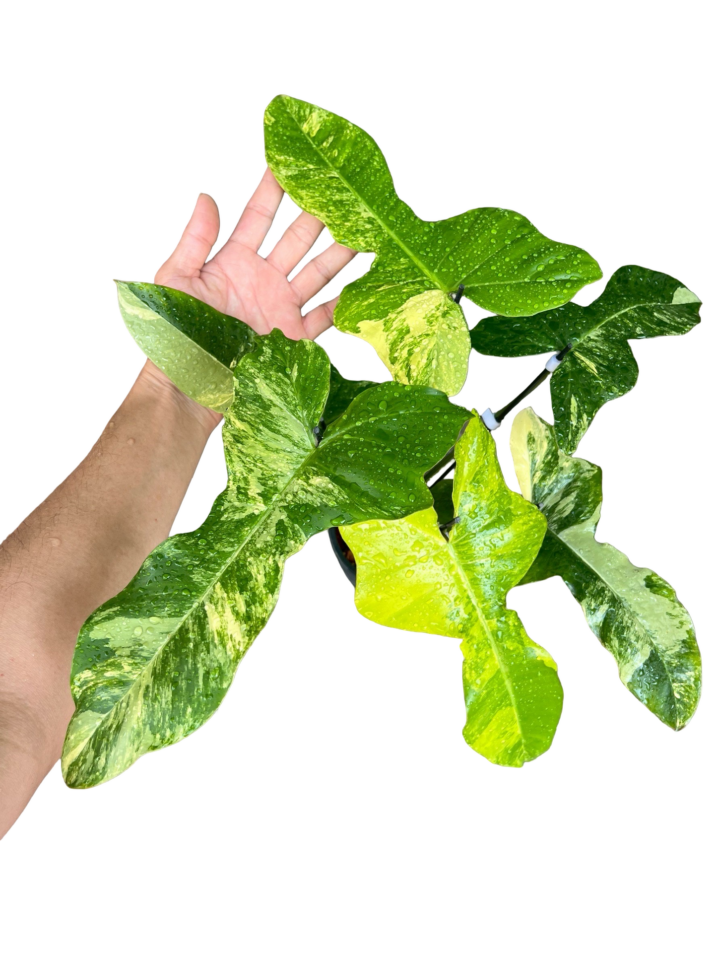 Philodendron Florida Beauty × Billietiae Variegated | Set of 3 Plants