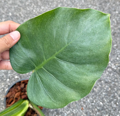 Monstera Deliciosa “NOID” - Actual Plant