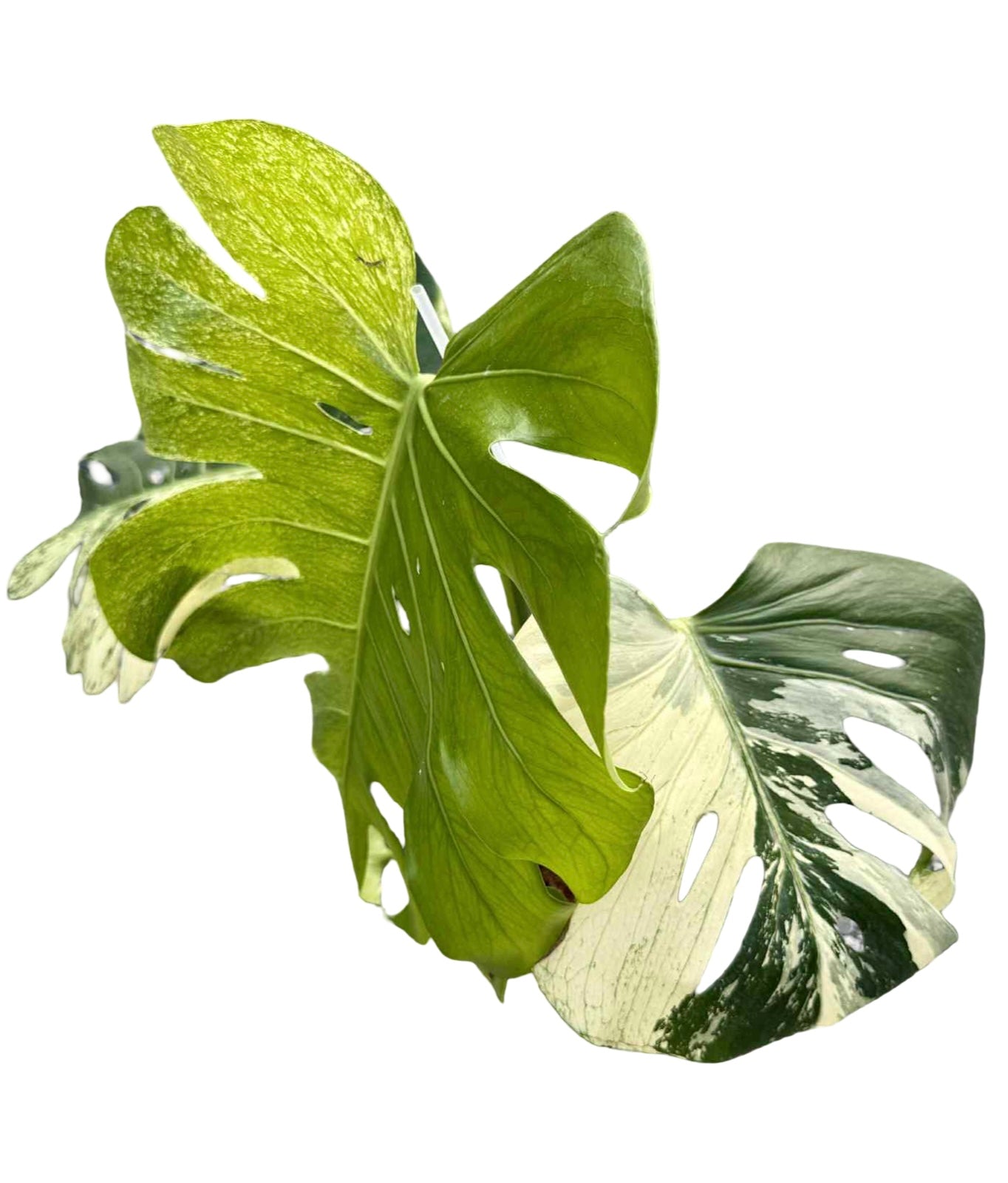 Monstera Deliciosa Variegated (Grown from Seed) NOID – Actual Plant