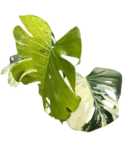 Monstera Deliciosa Variegated (Grown from Seed) NOID – Actual Plant