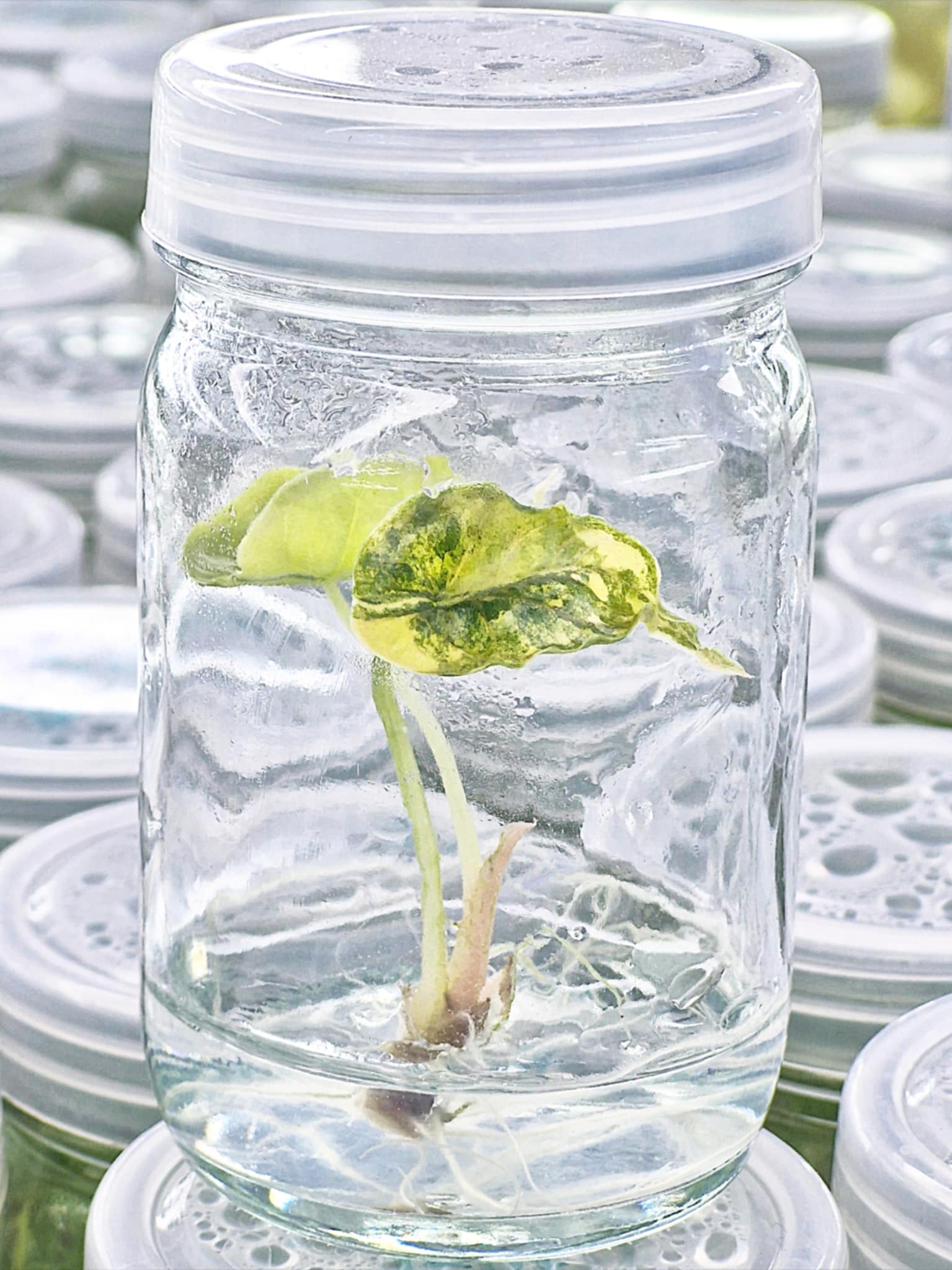 Alocasia Azlanii Aurea Variegated – Tissue Culture (Wholesale)