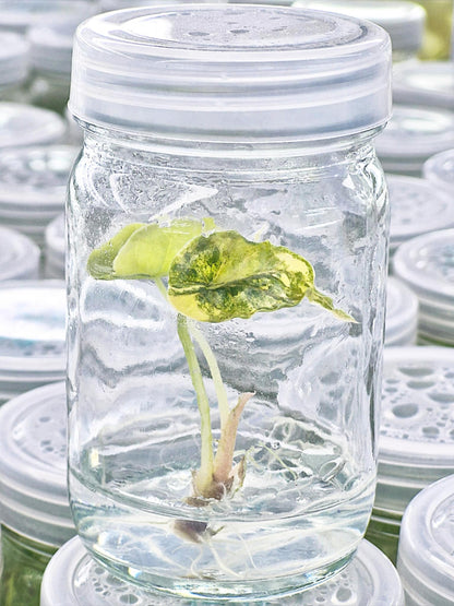 Alocasia Azlanii Aurea Variegated – Tissue Culture (Wholesale)