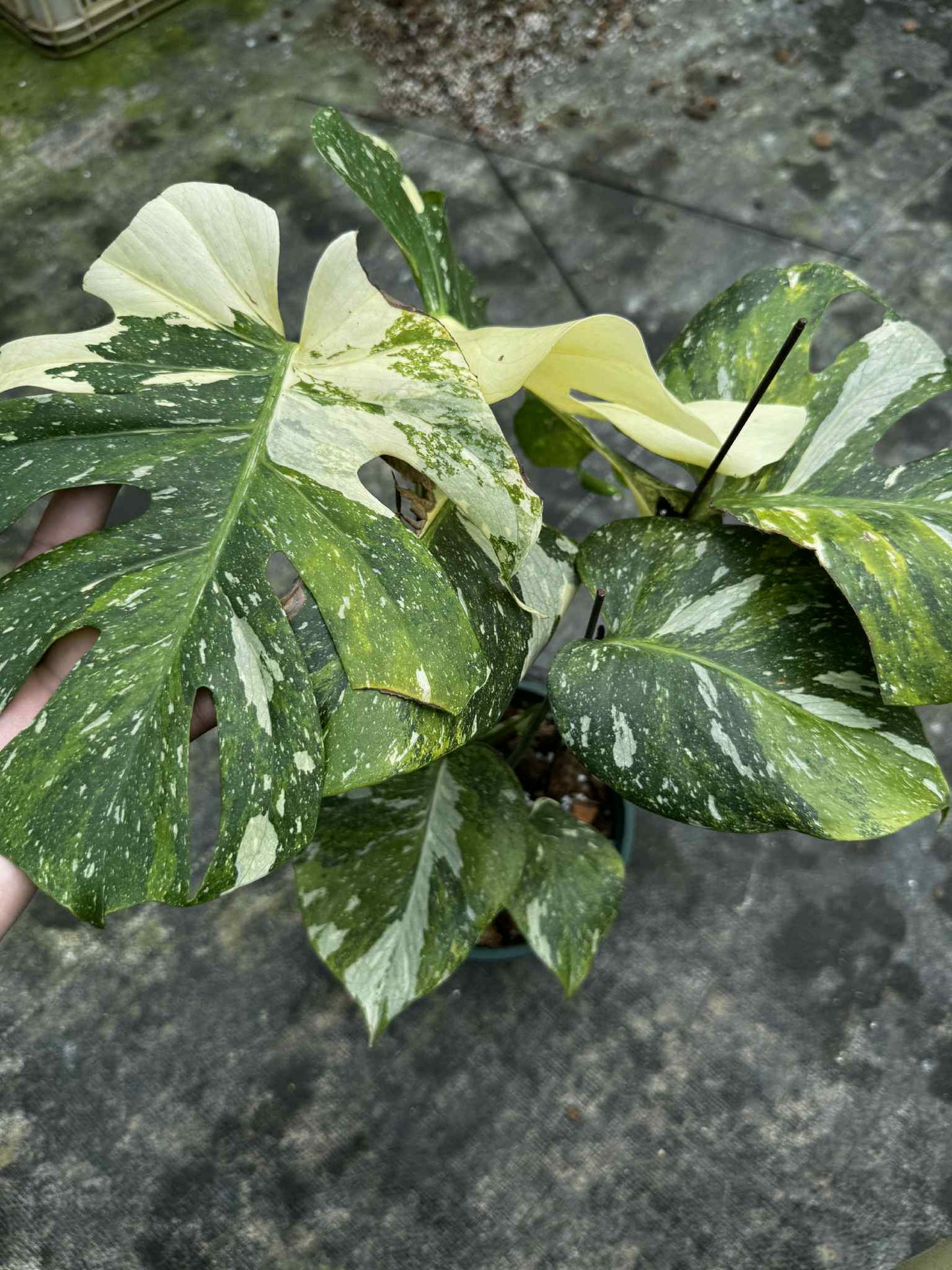 Monstera deliciosa ‘Yoda’ – Rare Variegated (Actual Plant)