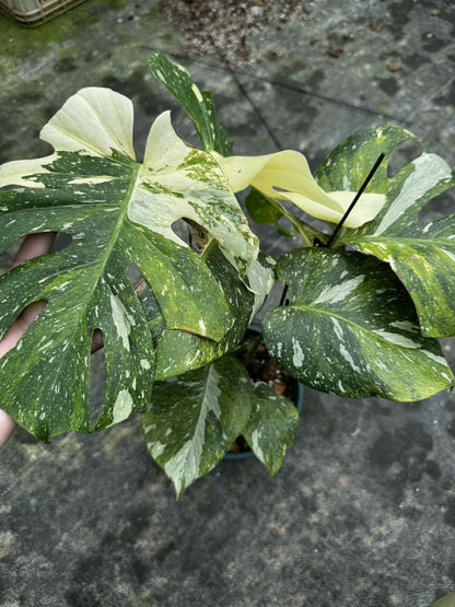 Monstera deliciosa ‘Yoda’ – Rare Variegated (Actual Plant)