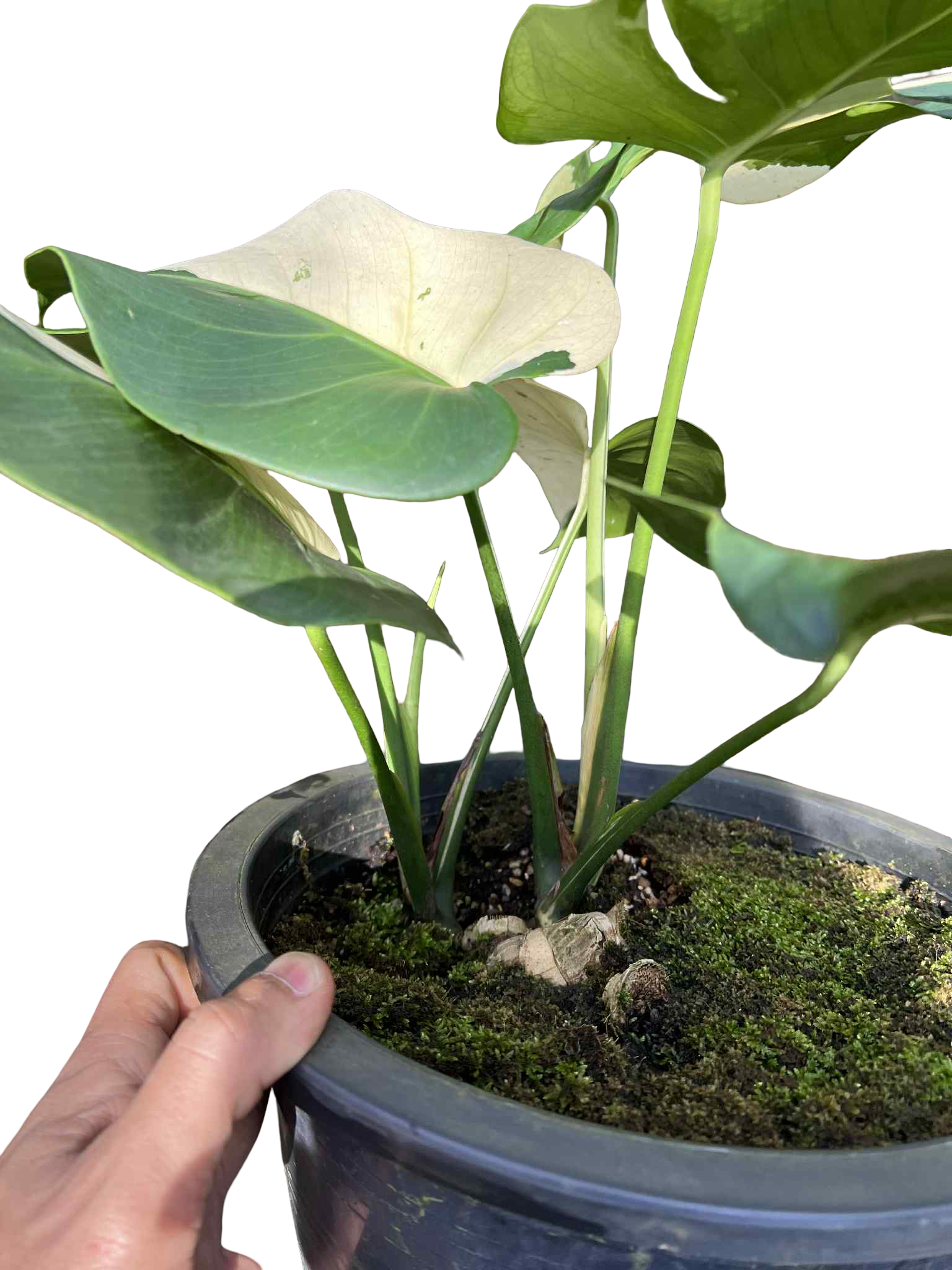 Monstera Deliciosa “Albo” Variegated — Actual Plant (2 in 1 pot)