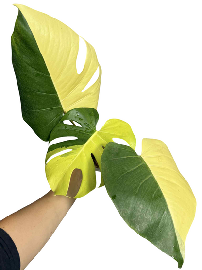 Monstera Deliciosa “Neon” (Yellow Cheese) Variegated – Actual Plant