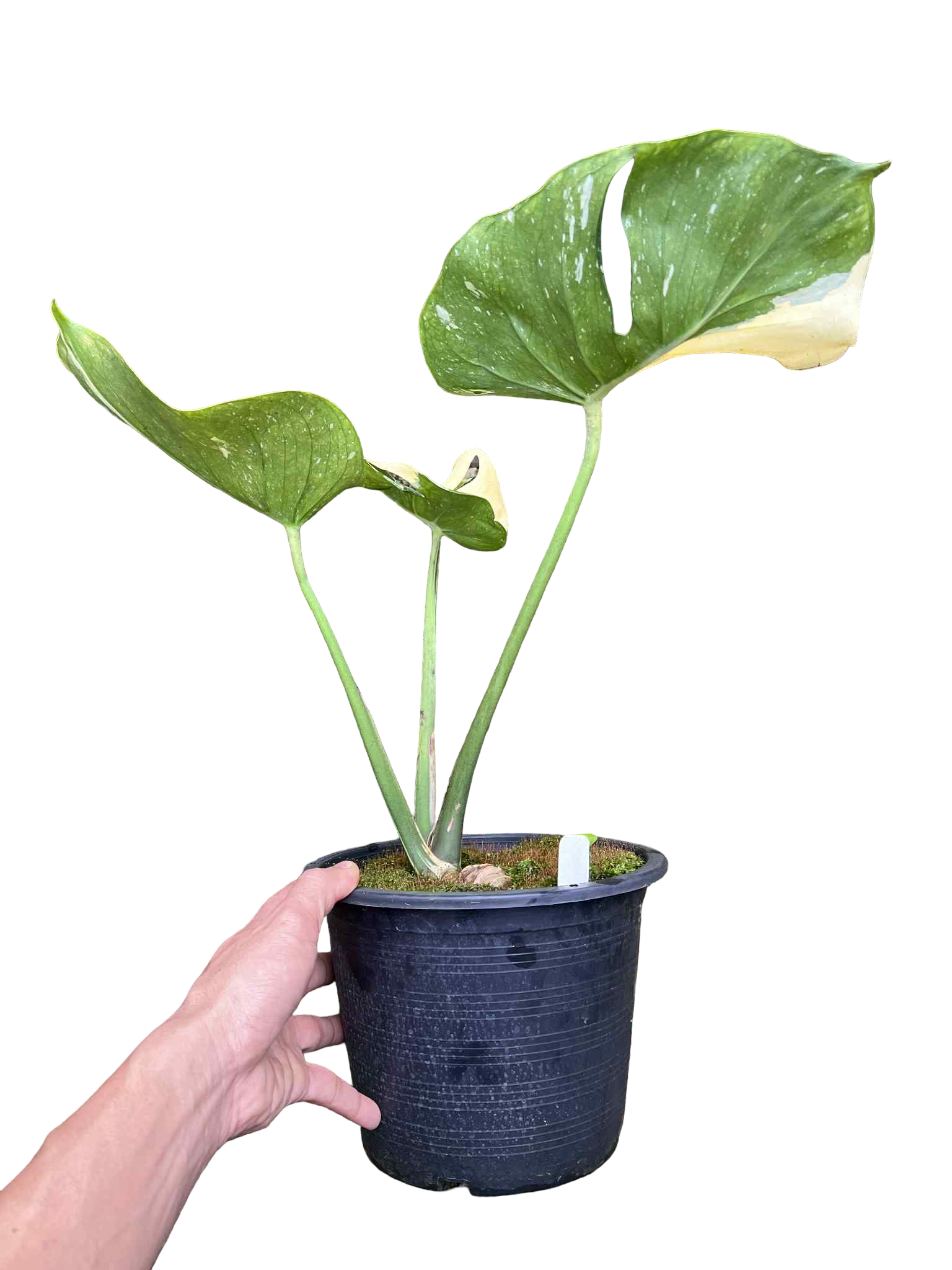 Monstera Thai Constellation “Compacta” — Actual Plant