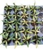 Philodendron Florida Beauty x Tortum