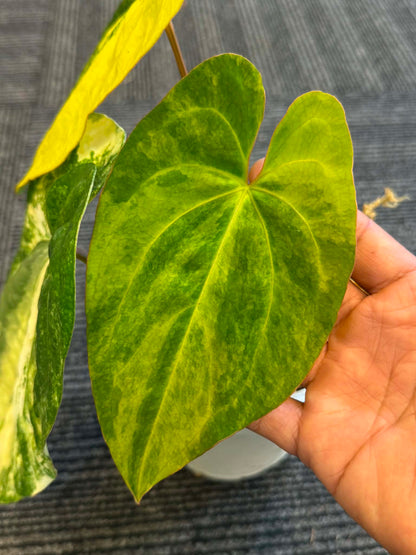 Anthurium papillilaminum Variegated