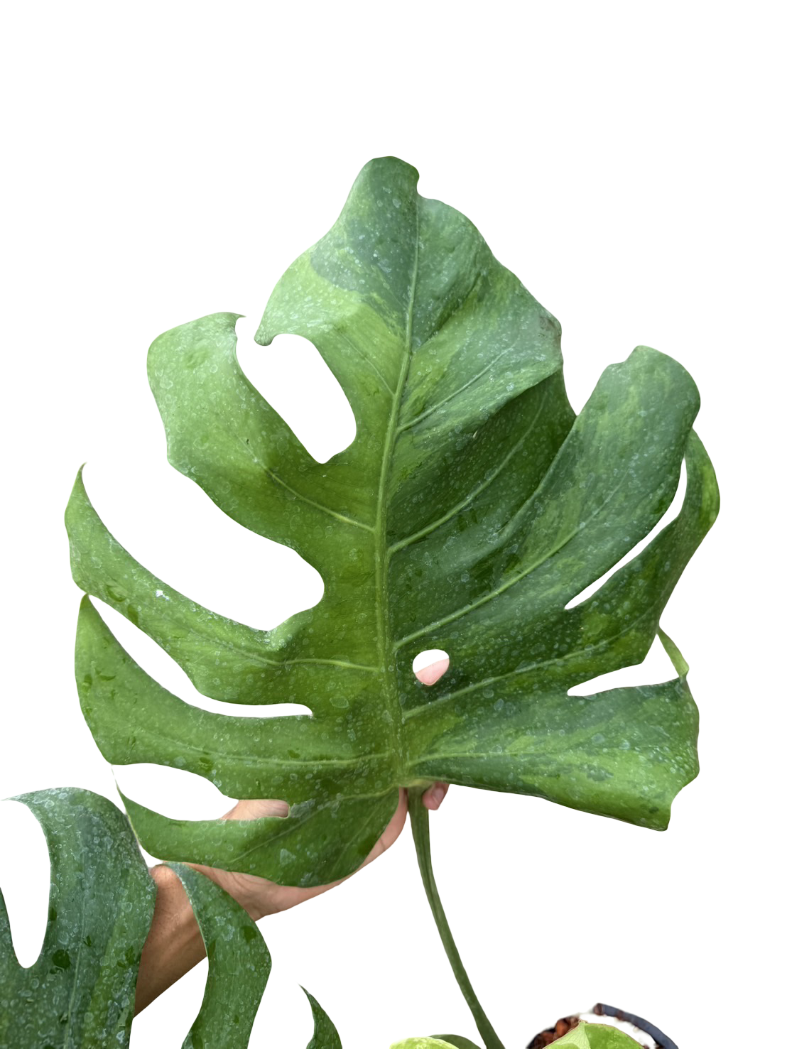 Monstera Deliciosa NOID Variegated –(Actual Plant)