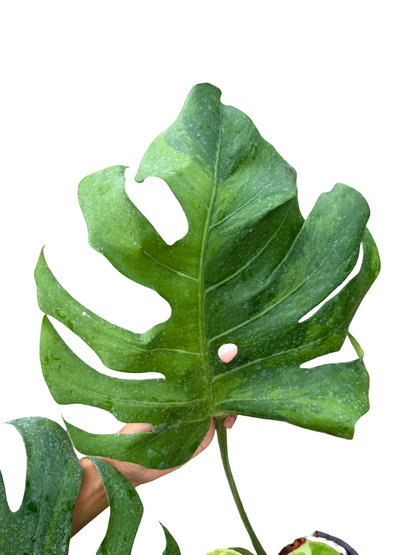 Monstera Deliciosa NOID Variegated –(Actual Plant)