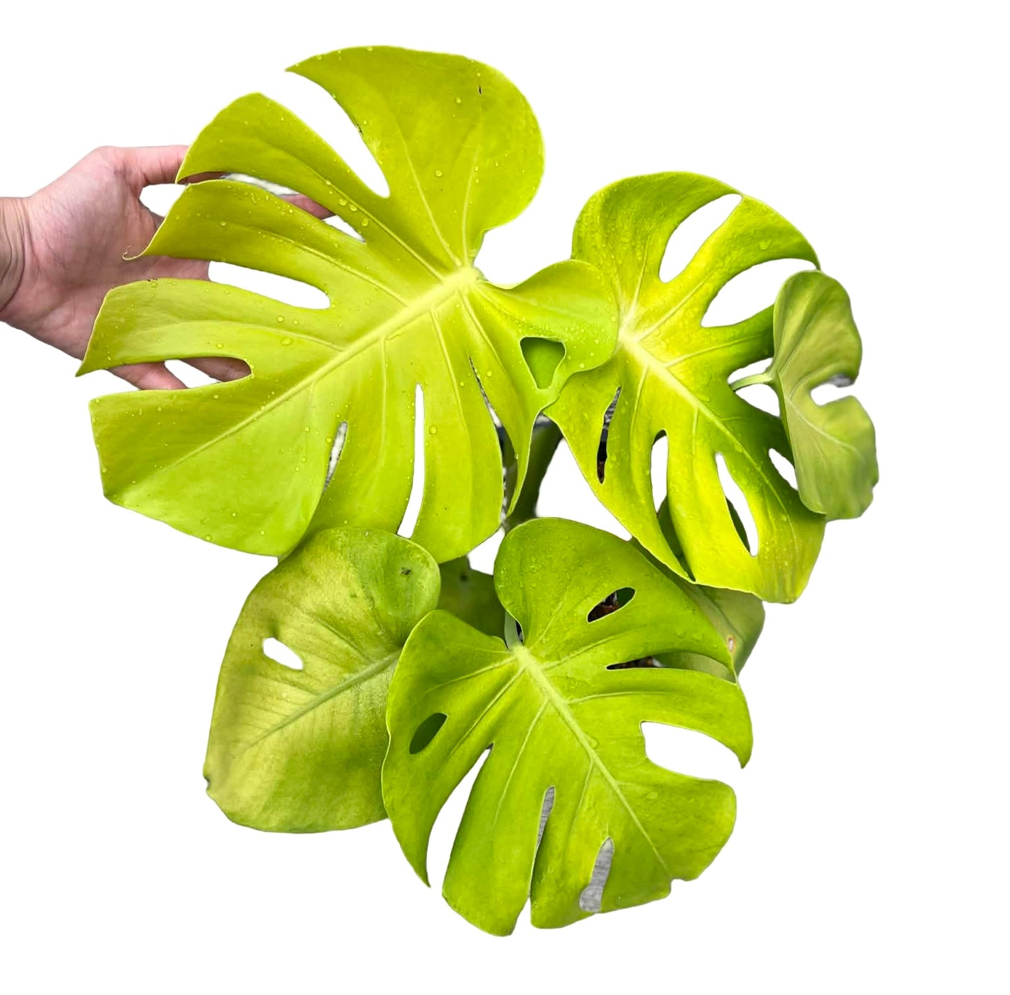 Monstera Deliciosa “Banana” Variegated