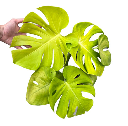 Monstera Deliciosa “Banana” Variegated
