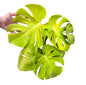 Monstera Deliciosa “Banana” Variegated