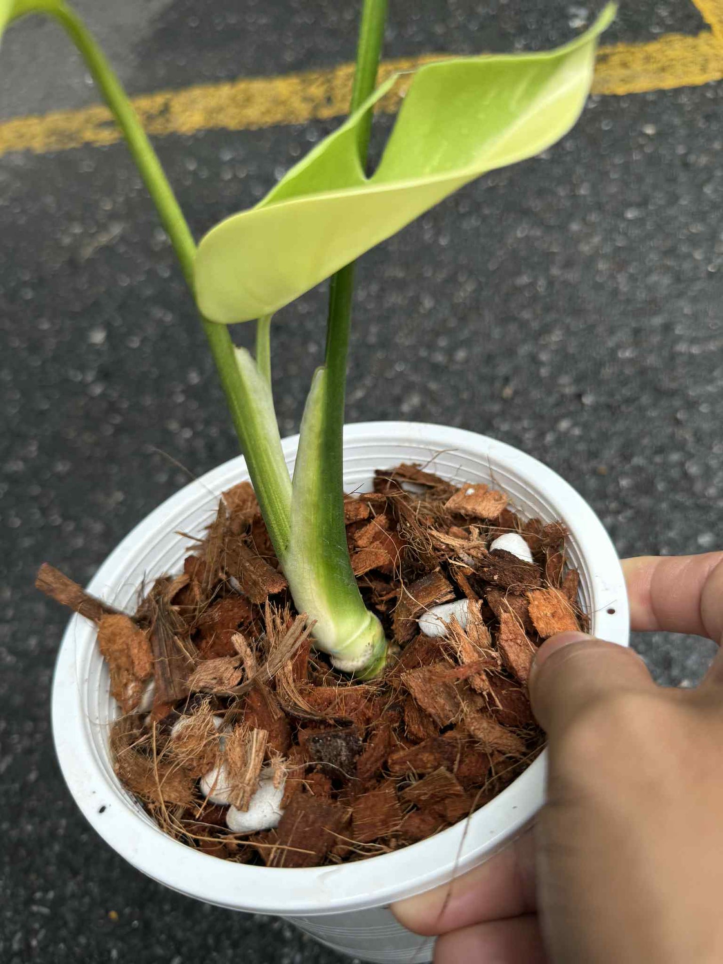 Monstera Deliciosa “Thong Kee Ma” Variegated- Rare Actual Plant