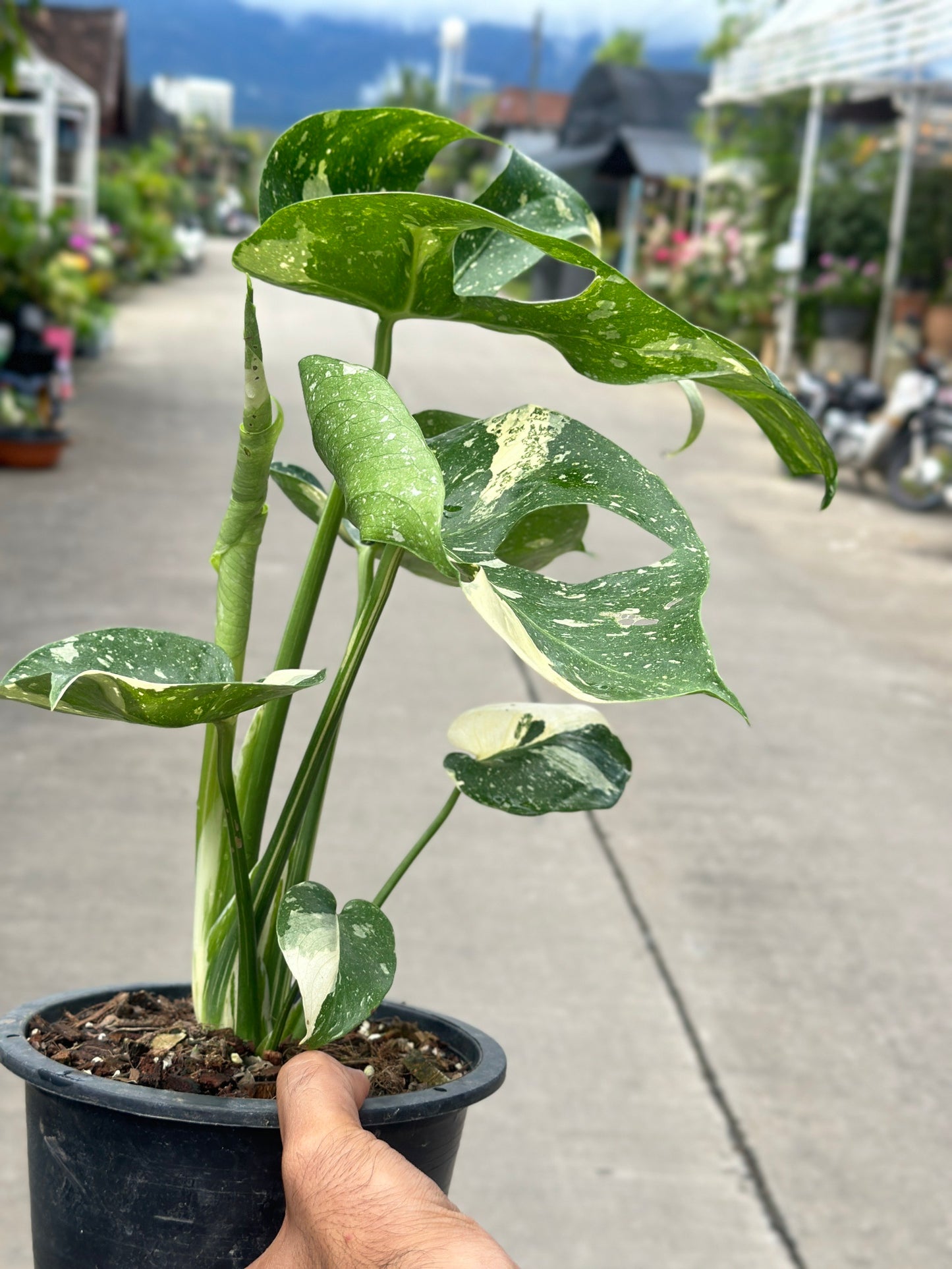 Monstera Thai Constellation “Platinum ” Cup” – (Actual Plant)