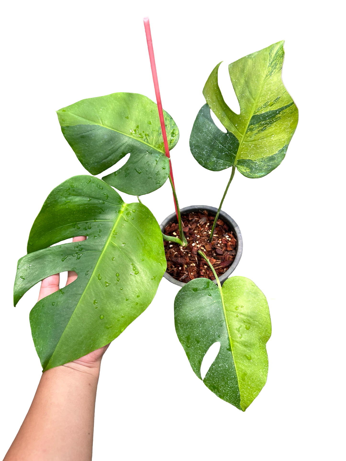 Monstera borsigiana Green-on-Green Variegated – Set of 3 Plants (Wholesale)