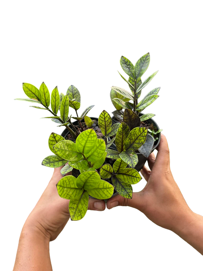 Zamioculcas zamiifolia ‘Black Variegated’ – Set of 10 Plants (Variegated Black ZZ Plant)