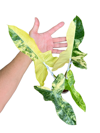 Philodendron Florida Beauty × Billietiae Variegated | Set of 3 Plants