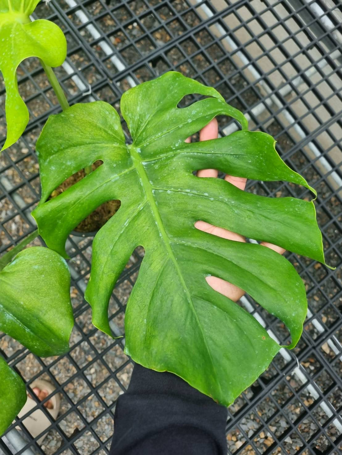 Monstera Deliciosa “NOID” - Actual Plant