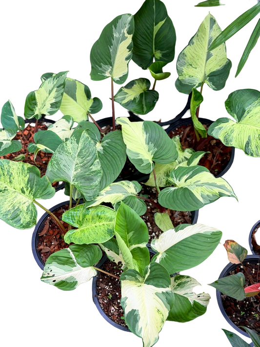 Homalomena ssp. Rubescens Borneo Black Stem Variegated Set of 3 Plants