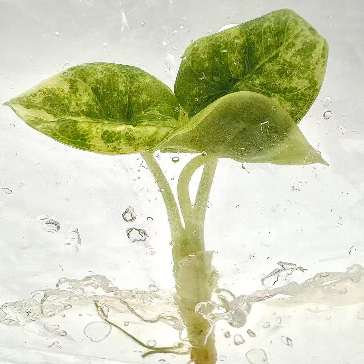 Alocasia Melo Aurea Variegated – Plant Tissue Culture (Wholesale) Set of 5 Plants