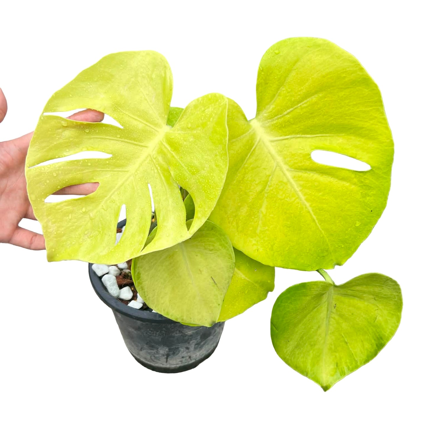 Monstera Deliciosa “Banana” Variegated