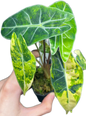 Alocasia Dragon Tooth Aurea Variegated