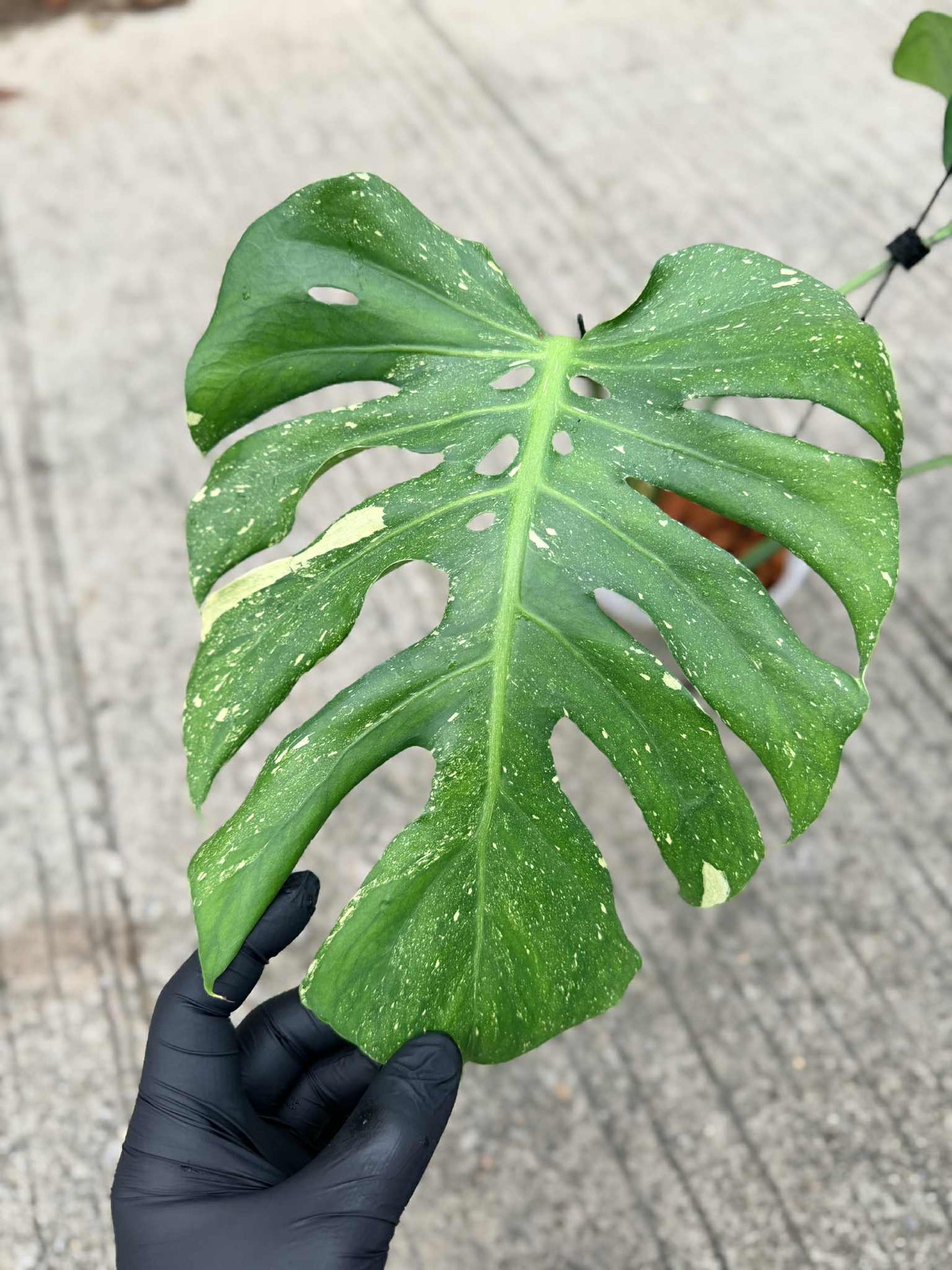 Monstera deliciosa ‘Star Lord’ – Rare Actual Plant