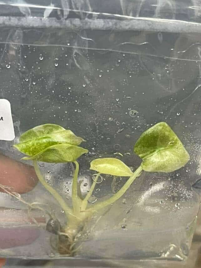 Alocasia Cuprea Red Secret Mint Variegated – Plant Tissue Culture (Wholesale)