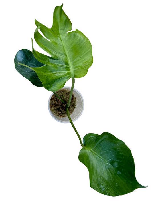 Monstera Deliciosa NOID- Actual Plant