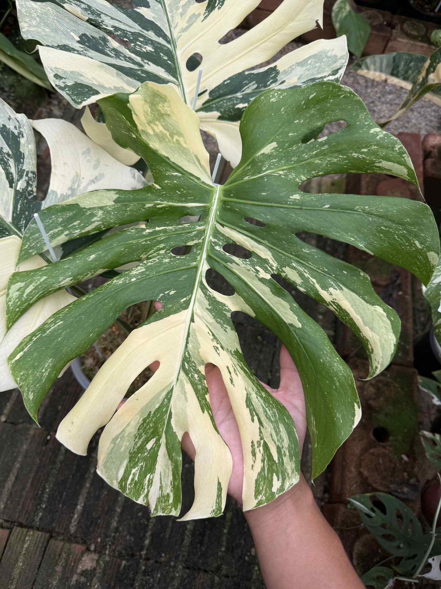 Monstera Deliciosa “Yakuza” Variegation – (Actual Plant)