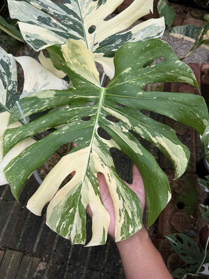 Monstera Deliciosa “Yakuza” Variegation – (Actual Plant)