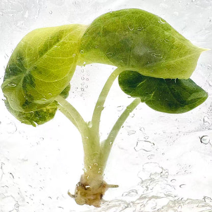 Alocasia Melo Aurea Variegated – Plant Tissue Culture (Wholesale) Set of 5 Plants