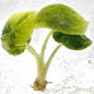 Alocasia Melo Aurea Variegated – Tissue Culture Plantlets | Set of 10