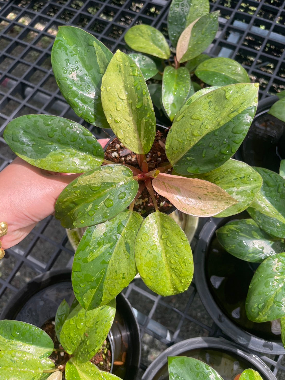 Philodendron Congo Dwarf Variegated